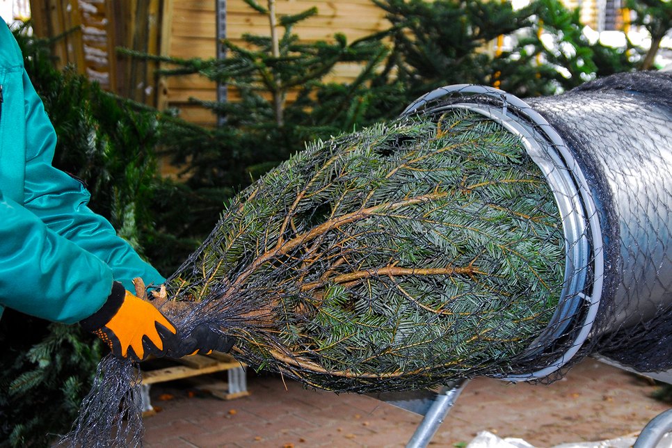 Achten Sie beim Weihnachtsbaumkauf auf die Herkunft. Foto: PR
