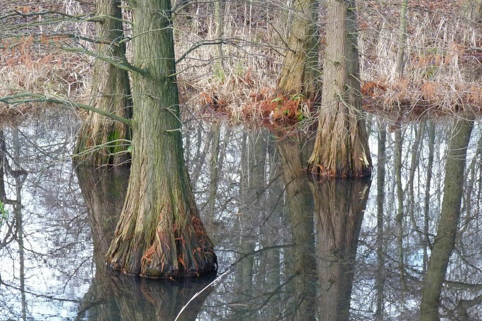 Typisch für den Tertiärwald sind Sumpfzypressen.