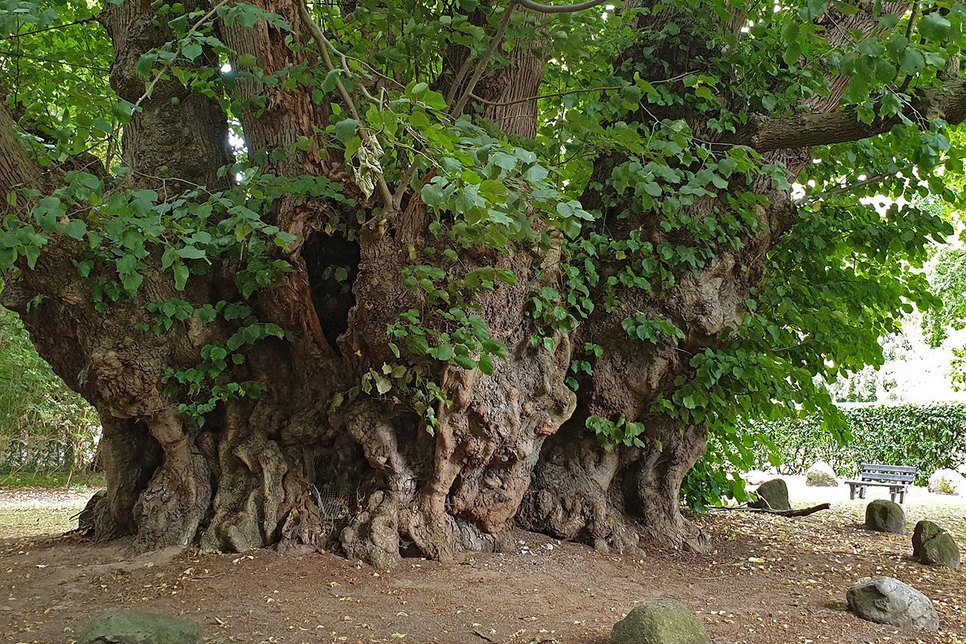 Mit 17 Metern Stammumfang ist die Sommerlinde in Heede der dickste lebende vollstämmige Baum Deutschlands. Ein Nationalerbe-Baum.                               Foto: Roloff