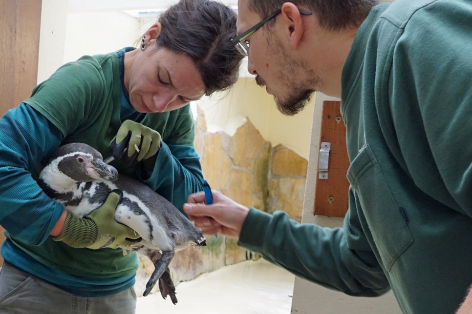 Tierpflegerin Lydia De Jong und Kurator Matthias Hendel wiegen und kontrollieren die neuen Pinguine bei ihrer Ankunft