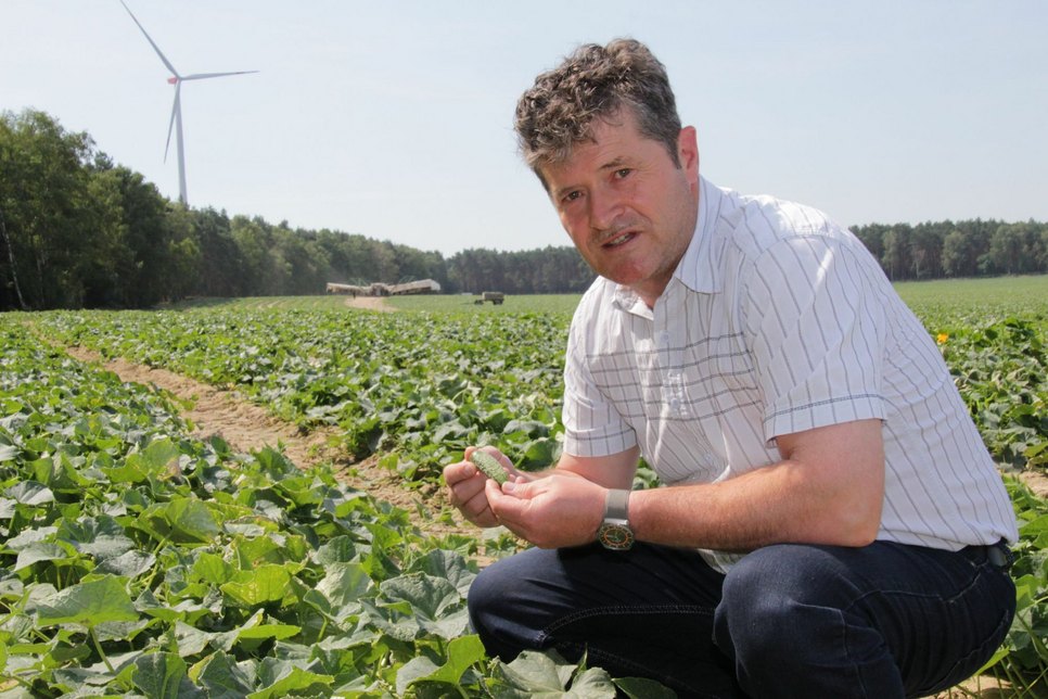 Thomas Goebel, Chef der Göritzer Agrar GmbH, zeigt den neuen Gurkentrend: Der Verbaucher will es immer kleiner... Foto: jho