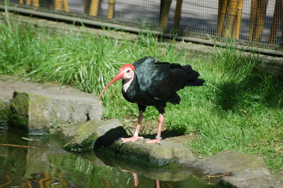 Foto: Zoo Köln