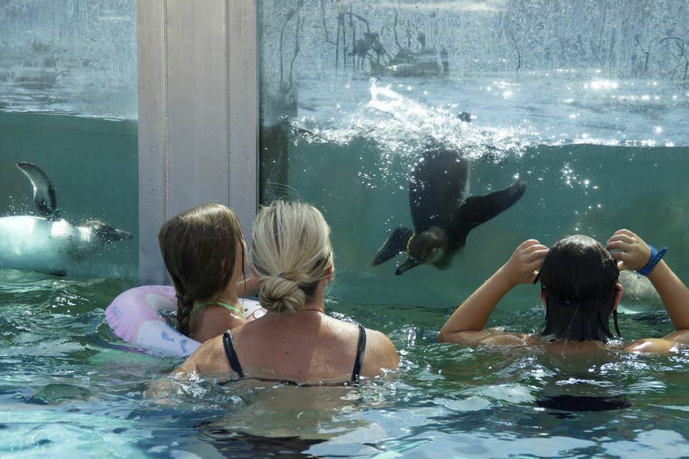 „Pinguinen ganz nah“: Schwimmen mit Pinguinen - ein einmaliges Erlebnis im Spreewelten Bad Lübbenau. Foto: Spreewelten GmbH