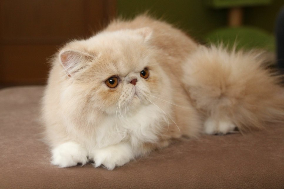 Perserkatze Odessa wird auch auf der Katzenausstellung in Löbau zu finden sein. Foto: Keil