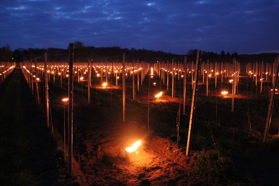 Weinbergsfeuer mit 180 Frostschutzkerzen in einer Muscaris-Junganlage in Weinböhla.