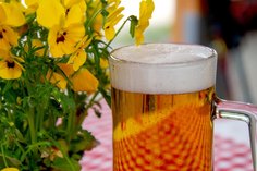Ein guter Grund zum Feiern: Die Zahl der Brauereien in Sachsen wächst.