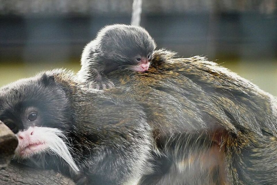 Auf Papas Rücken fühlt sich der kleine Kaiserschnurrbarttamarin derzeit am wohlsten. Foto: Zoo Hoyerswerda