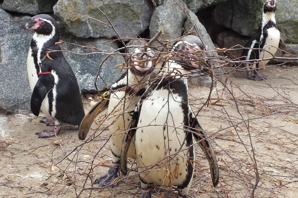 Spreewelten-Pinguine sammeln Zweige, um ihr Nest auszustatten. Bildrechte: Spreewelten GmbH