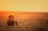 Ein Löwe in der Serengeti während der Dämmerung