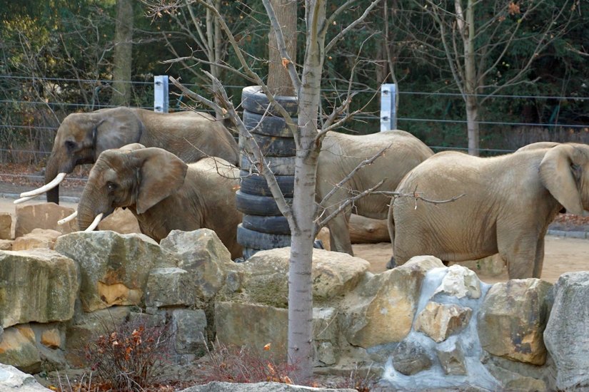 Elefantengruppe / Foto: Zoo Dresden