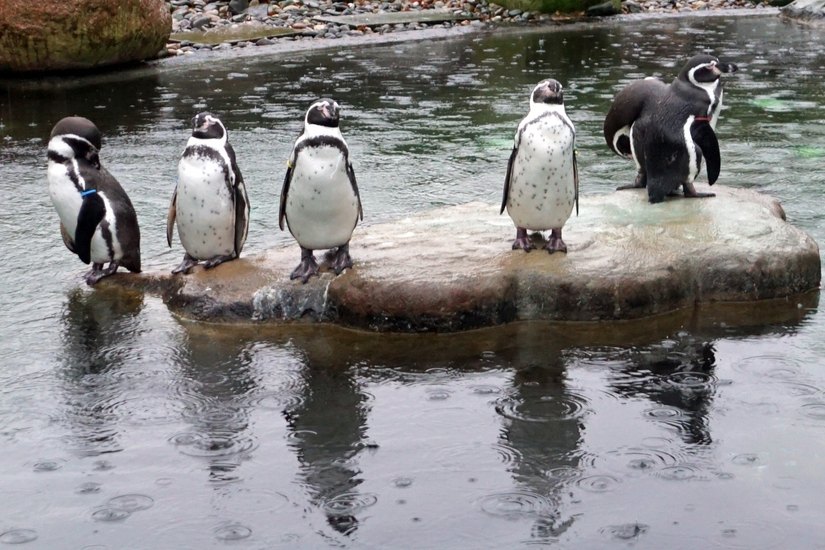 Sechs Zuchtpaare leben jetzt im Zoo und werden hoffentlich in diesem Jahr für Nachwuchs sorgen. Foto: Zoo Dresden