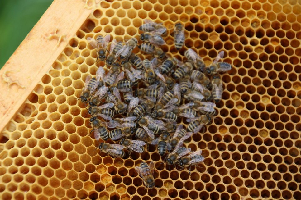 Nur ein kleiner Teil der Honigbienen, die demnächst in die Bienenbeuten auf der Elbwiese vorm Japanischen Palais ziehen.