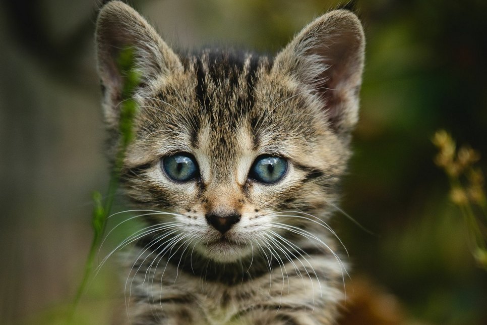 Ein Anwohner in Cunnewitz hatte am Freitag in einem Waldstück eine Kiste gefunden, in der sich fünf Katzenbabys befanden. Die Polizei brachte die Tiere in ein Tierheim. Symbolfoto: Kazuky Akayashi on Unsplash