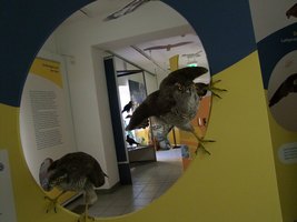 Auf rund 200 Quadratmeter Ausstellungsfläche richtet sich der Fokus der Sonderausstellung auf 17 heimische Greifvogelarten. Foto: Rainer Könen