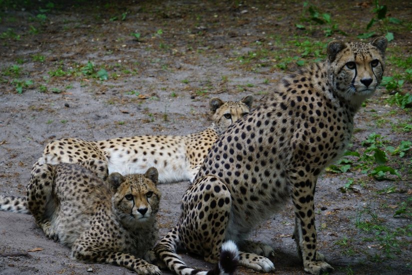 Die beiden künftigen Bewohner der Geparden-Anlage im Zoo Dresden (im Vordergrund) mit ihrer Mutter. Foto: Mike Wolf