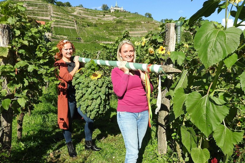 Die Sächsische Weinkönigin Sabrina Papperitz (re.) und die Weinprinzessin Sabine Leonhardt tragen die frisch gebundene Kalebstraube.