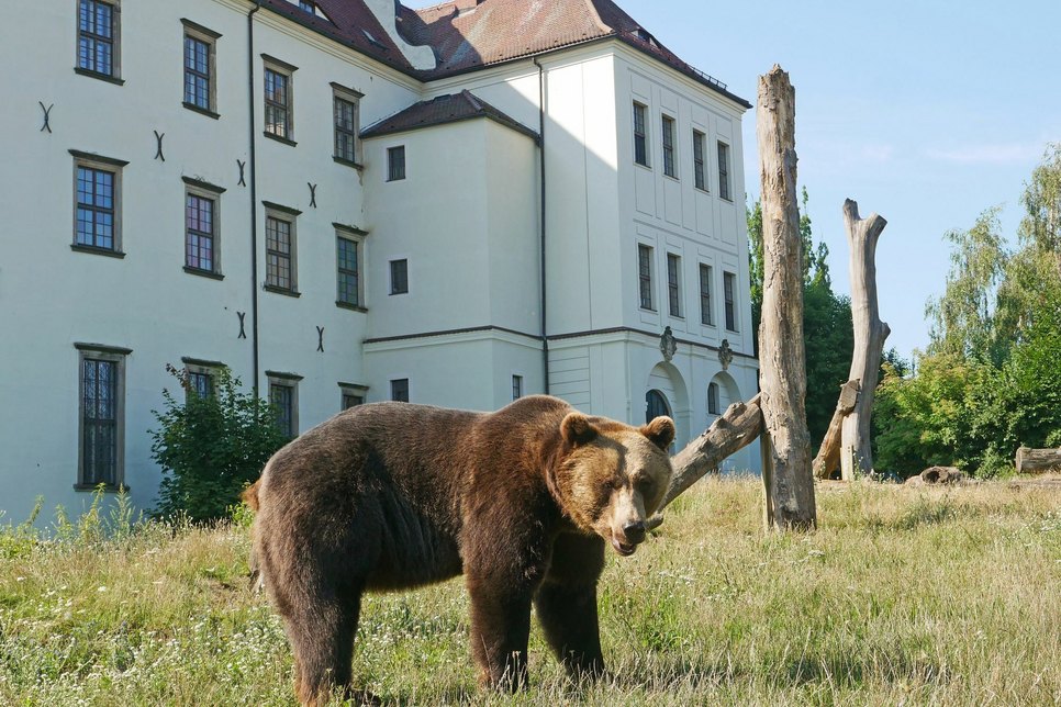 Die Braunbären des Hoyerswerdaer Zoos dürfen Urlaub in Bayern machen. Foto: Stefanie Jürß