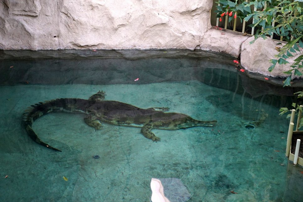 Und schwupps, war er im Wasser. In seinem neuen Zuhause kann er ab heute besucht werden. Fotos: Zoo Dresden