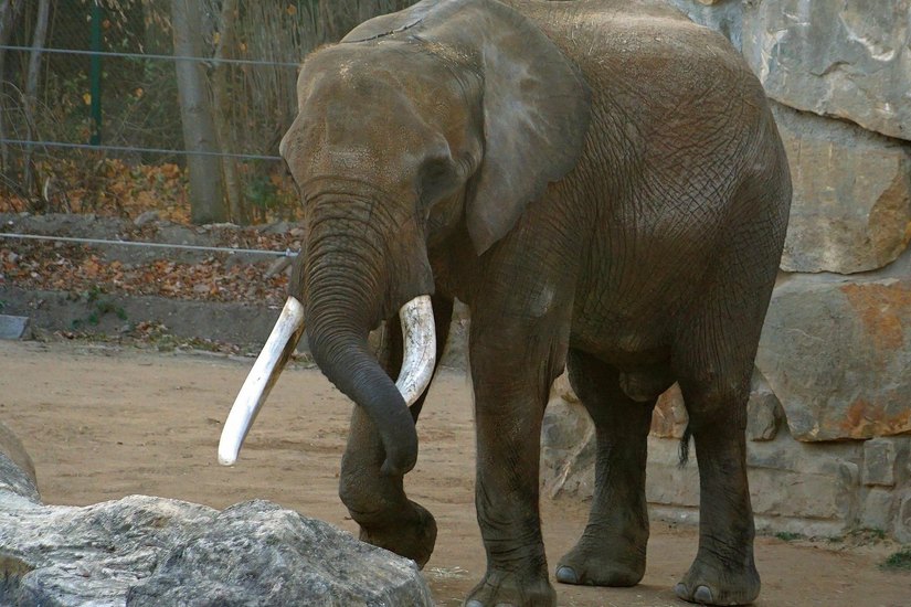 Elefantenbulle Tembo / Foto: Zoo Dresden