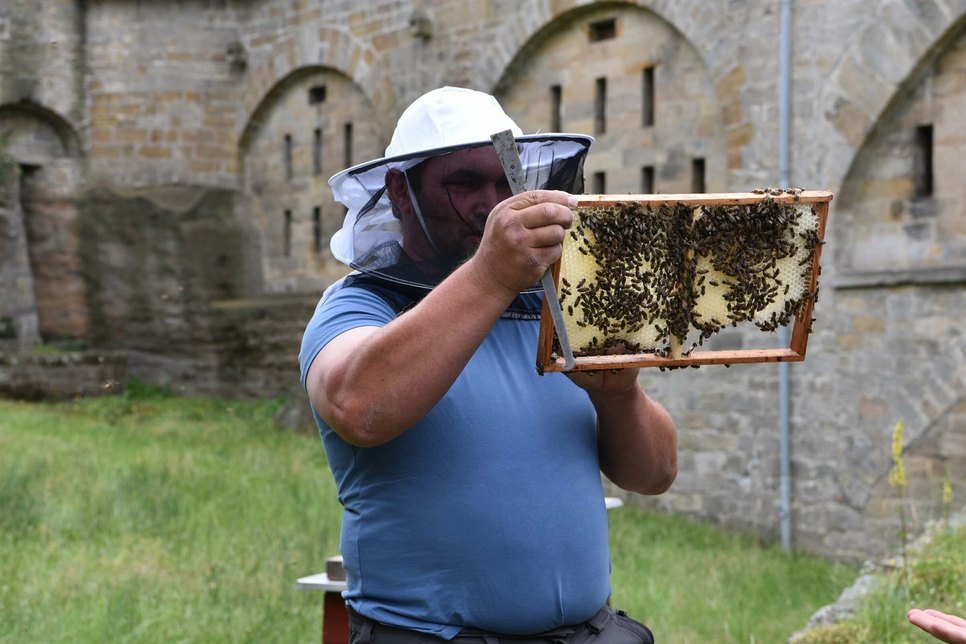 Die tierische Familienführung gewährt Einblicke in einen Bienenstock.