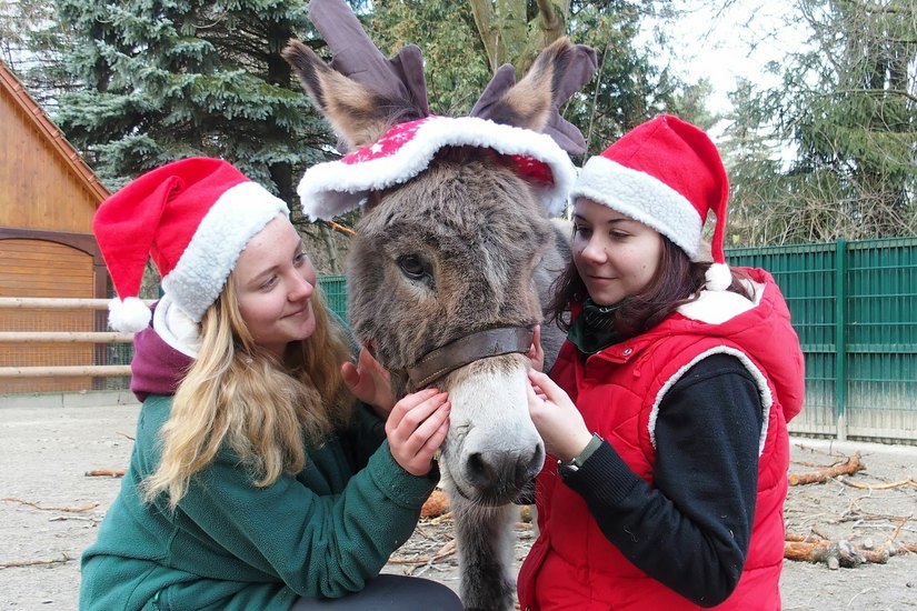 Esel Willi mit Michelle Werner (l.) und Christina Helle (r.) - absolvieren im Tierpark seit September ein „Freiwilliges Ökologisches Jahr“ (FÖJ). Foto: Regina Berger
