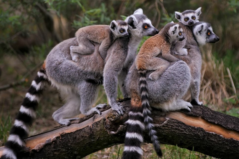 Eine Katta-Gruppe beim Meeting auf einem Baum. Foto: Zoo Dresden