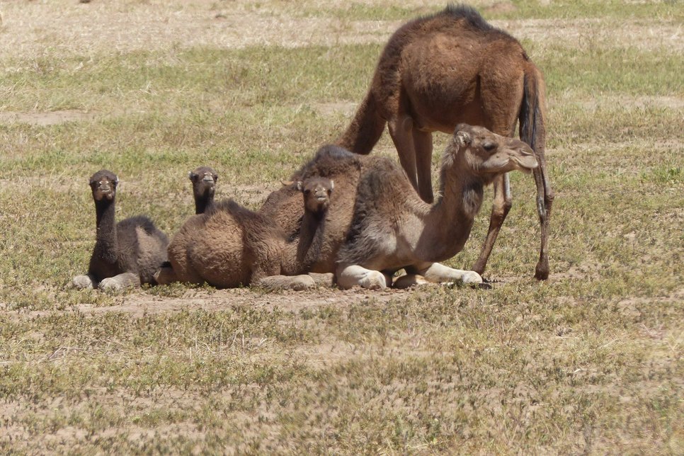 Wilde Kamelfamilien in der Wüste.  Fotos: Wagner