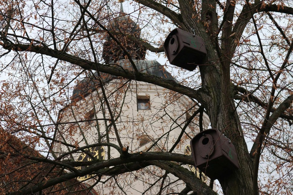 Nistkästen für Dohlen hängen jetzt an Bäumen entlang der Paul-Gerhardt-Kirche am Marktplatz. Foto: Stadt Lübben