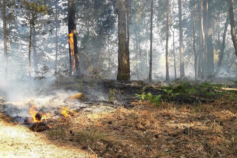 In der Lieberoser Heide gibt es wieder einen Waldbrand.