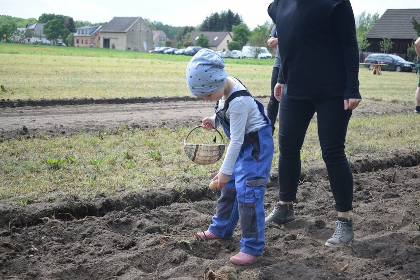 Danach durften die Kinder der Kindergartengruppe aus dem »Lüttchenhaus« Muckwar die Kartoffeln in die Erde legen.