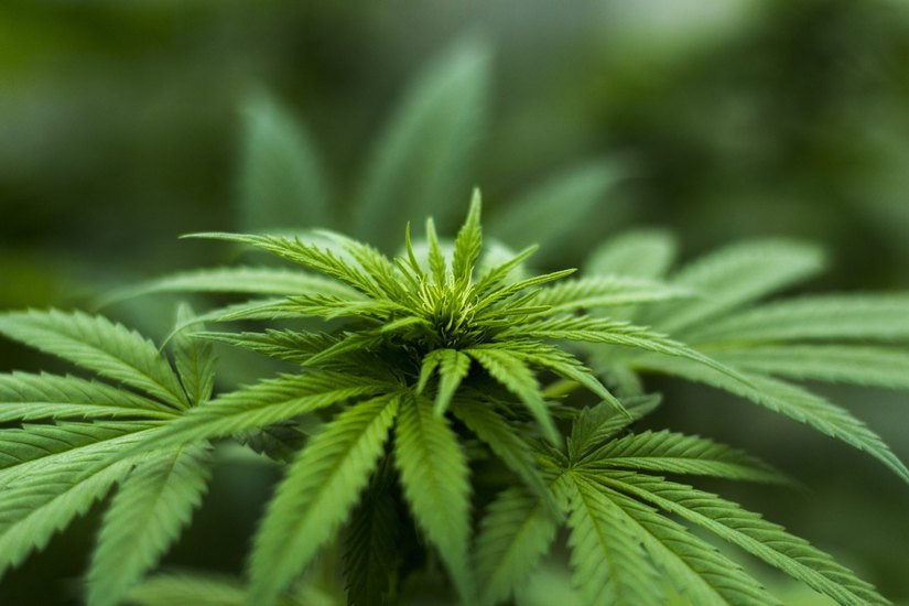 Die heilende Wirkung der Cannabis-Pflanze kommt seit einem Jahr auch Erkrankten in Deutschland zugute.
