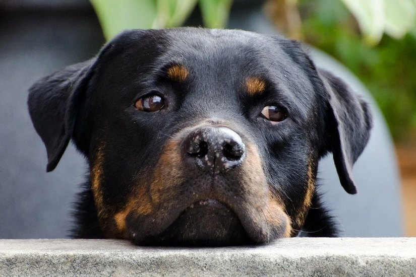 Rathäuser: Hunde müssen draußen auf Herrchen oder Frauchen warten