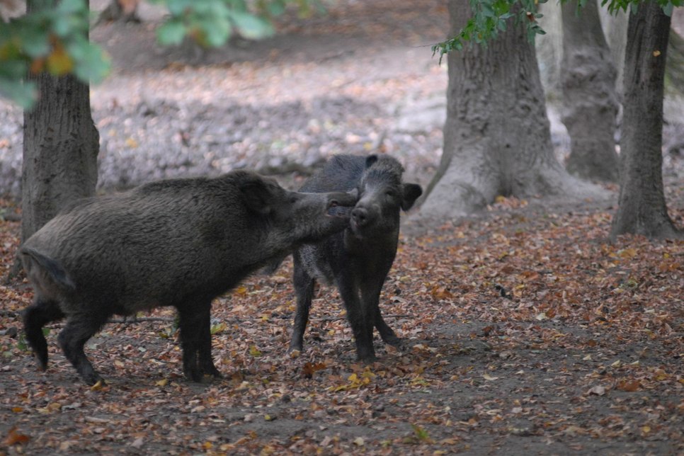 Schätzungen gehen davon aus, dass es in Sachsen etwa 130.000 Wildschweine gibt. Die Afrikanische Schweinepest ist für Schweine tödlich. Foto: Archiv/Schlippe