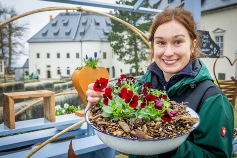 Veronika De Monte vom Gärtnerteam der Festung Königstein hat mit ihren Kollegen Tausende Frühblüher für das 