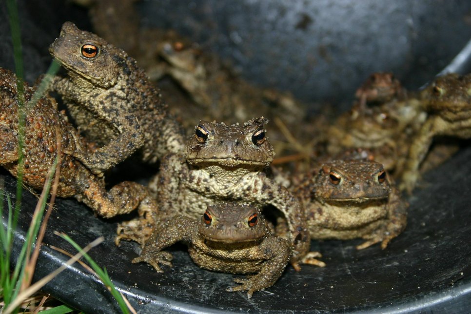 Viele Amphibienarten wie etwa Erdkröten sind jetzt auf Wanderschaft zu ihren Laichgewässern. Foto: Ulrich Schröder.