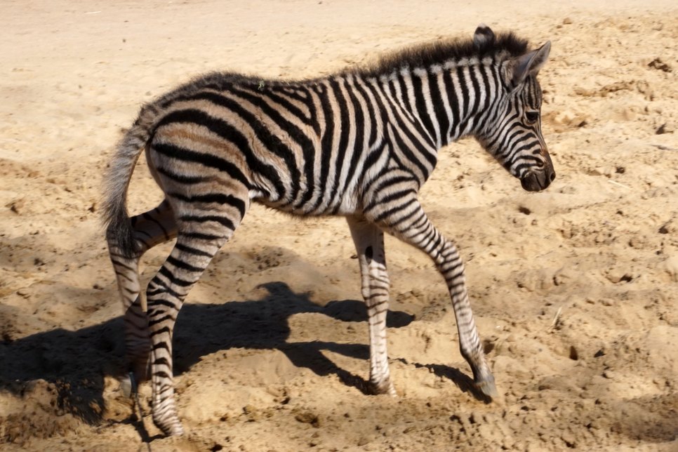 Camina heißt die kleine Zebrastute, die am 6. April im Dresdner Zoo geboren wurde.