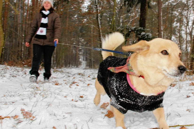 In Brandenburgs Wäldern gehören Hunde noch an die Leine - egal ob große oder kleine. Mischlingshündin Alina und ihr Frauchen Juliane fürchten aber weder böse Wölfe, noch die zahlreichen Monster-Windmühlen im oder am Chransdorfer Forst. Foto: sts