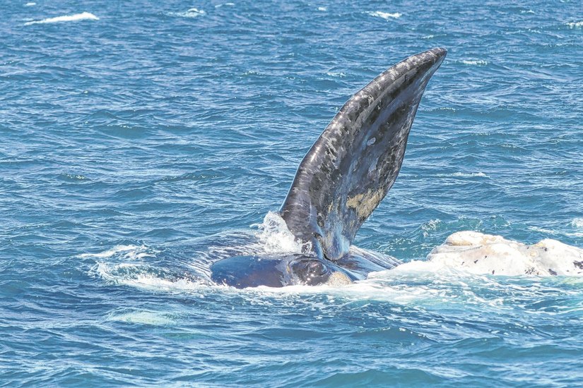 Bis auf fünf Meter kommen die Wale an den »Beobachtungsposten« der Zeithainer Weltenbummlern heran.  Sie strahlen unglaubliche Kraft und doch Vorsicht beim gemeinsamen Schwimmen mit ihrem Nachwuchs.