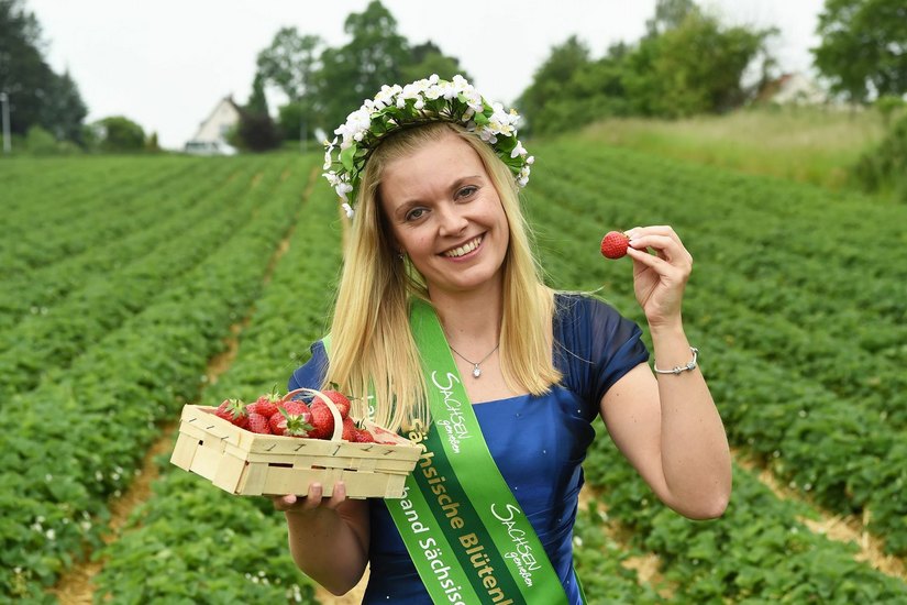 Sachsens Blütenkönigin Janett I. eröffnete gestern die Erdbeersaison in Sachsen. Richtig los geht das große Pflücken aber erst Mitte kommender Woche. Foto: Jörn Wolf