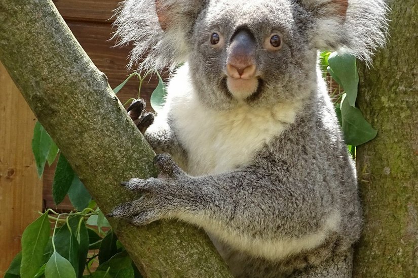Koalaweibchen Sydney weilt derzeit im Zoo Duisburg, um sich hier mit Irwin zu vergnügen und vielleicht Nachwuchs zu zeugen. Foto: Gensch