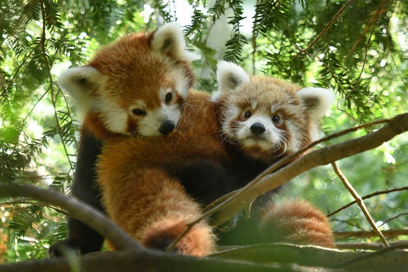 Pandadame Nima mit ihrem Jungtier Niischu in den Ästen des Görlitzer Tierparks. Foto: www.zoo-goerlitz.de, C. Hammer