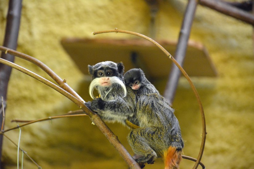 Mini-Kaiserschnurrbarttamarin auf dem Rücken von Mama. Fotos: Zoo Dresden