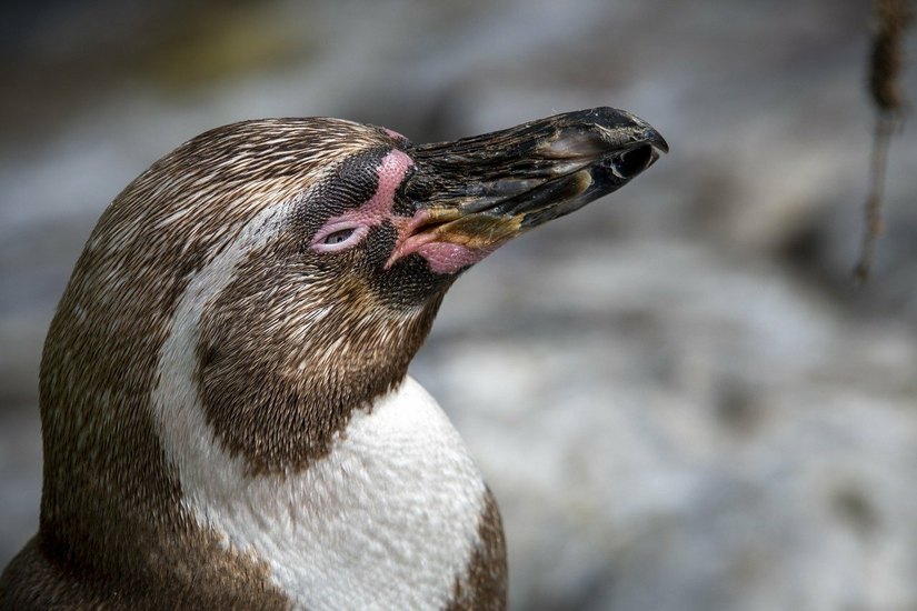 Im Zoo Hoyerswerda wird es vorerst keine neue Pinguingruppe geben. Foto: pixabay