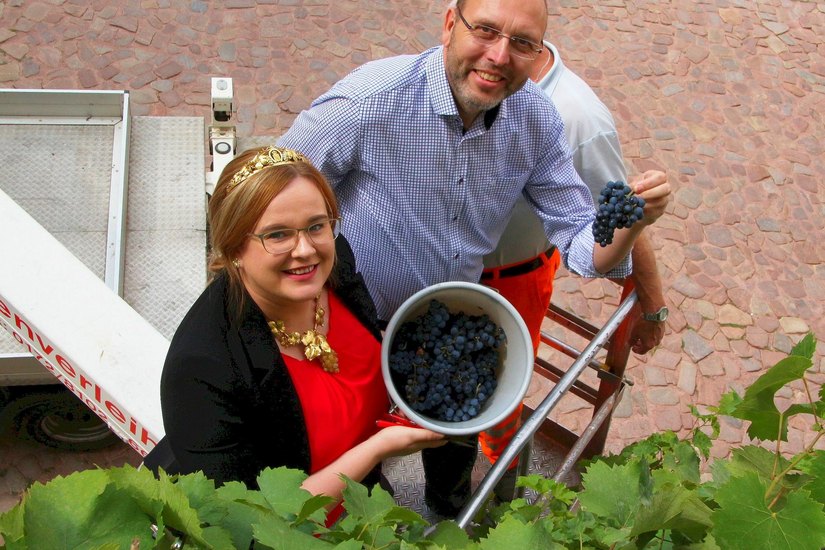 Weinkönigin Maria Lehmann und Oberbürgermeister Olaf Raschke ernten die ersten Meißner Stadttrauben in diesem Jahr. Foto: Farrar