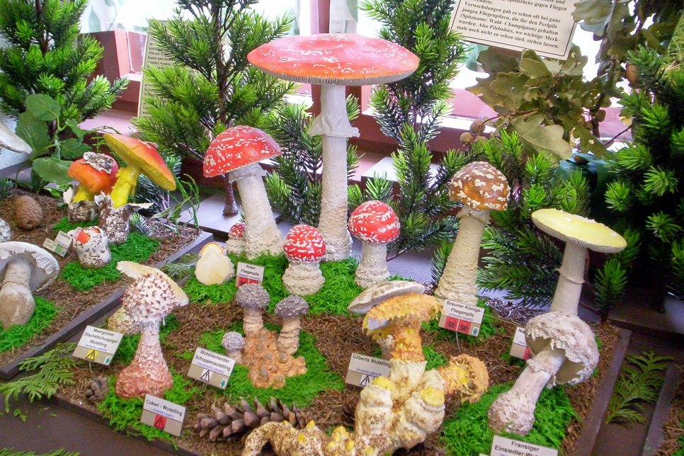 Das Pilzkabinett zeigt die Pilze so, wie sie auch in der Natur vorkommen – mit allen Details und Merkmalen.