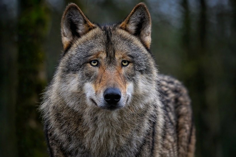 Nach der Meinung von Landrat Udo Witschas und anderen Bundes- und Landespolitikern sollen Problem-Wölfe einfacher bejagt werden dürfen.