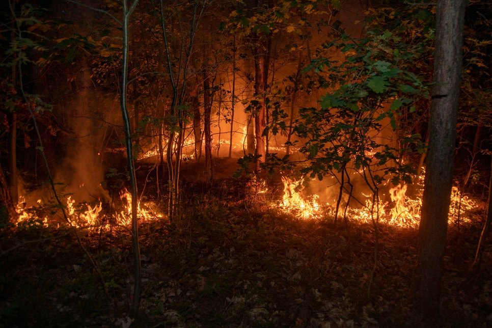 Im Stadtwald Bischofswerda hatte es gestern Abend gebrannt.