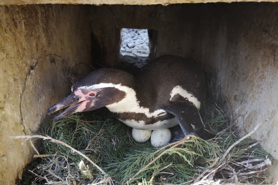 Derzeit brüten vier Pinguinpaare auf sieben Eiern.