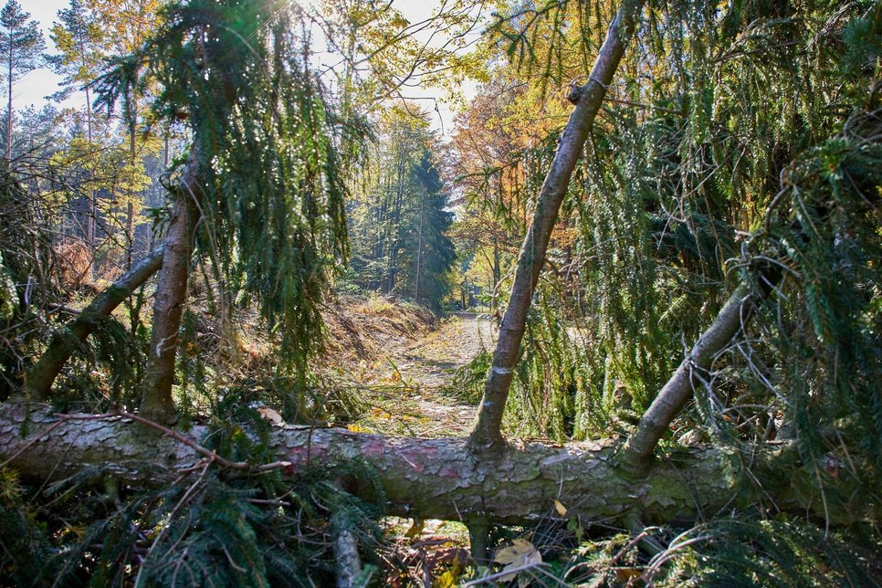 Umgestürzte Bäume auf den Nationalparkwegen.  Fotos: M. Förster