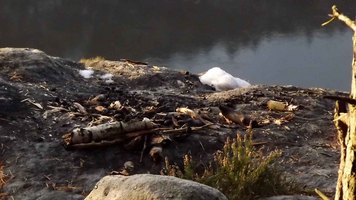 Die Reste des Löschschaums waren noch man nächsten Morgen bei der Nachkontrolle der Feuerstelle durch die Nationalparkwacht zu sehen. Gegen die Verursacher wurde ein Ordnungswidrigkeitsverfahren eingeleitet. | Foto: F. Kowalzik